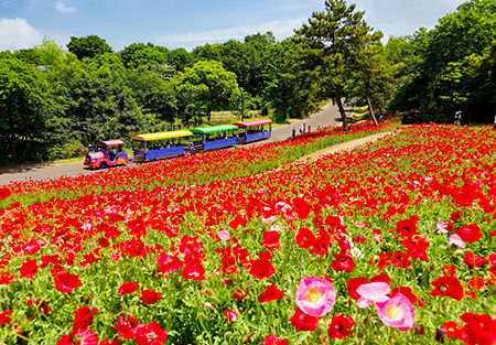 関東エリア｜東京から車で行けるお花畑を厳選！季節ならではの絶景を見に行こう