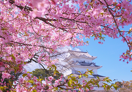 関東エリア｜東京から車で行けるお花見スポットを紹介！見頃を迎える時期も要チェック