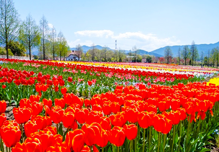 関西エリア｜大阪から車で行けるお花畑を紹介！春を五感で感じよう