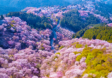 関西エリア｜大阪から行けるお花見スポットを紹介！桜の見頃を解説