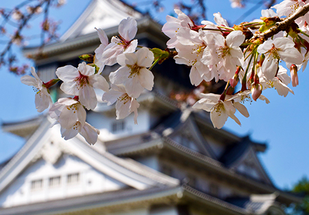 福岡エリア｜おすすめ桜名所の開花時期をチェック！桜まつり・ライトアップ情報も