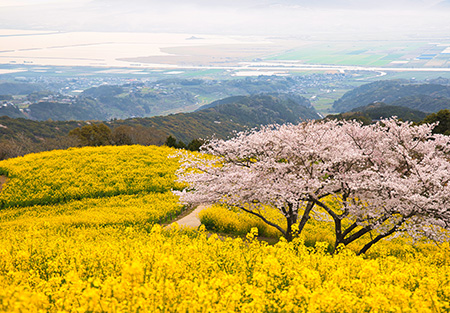九州エリア｜魅力ある花畑に家族で出かけよう