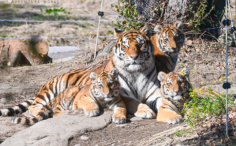 アドベンチャーワールド
